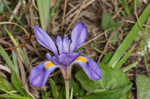 Dwarfe iris